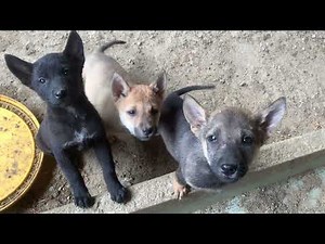 Tiếng chó sủa / barking dog