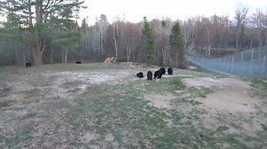 12K views · 486 reactions | Bears in Large swamp habitat are assimilating well yet still working out the hierarchy of dominance. Hope you enjoy the video! Thank you for all your "shares" and "likes" | Oswald's Bear Ranch | Facebook