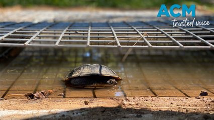 Innovative ‘turtle-tunnels’ keep turtles and eastern quolls safe