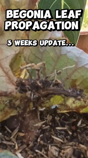 Begonia leaf Propagation/ 21 days(3Weeks) update Mamalyn's Garden #PlantPropagation #begoniaplant #leafpropagation #gardening #plantitaph #homegardening | Mamalyn's Garden