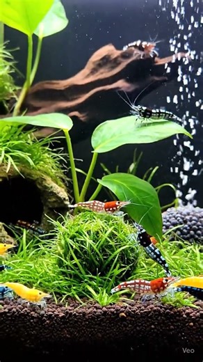 Peaceful Shrimp Tank ASMR: 4K Relaxing Water Sounds for Sleep & Study