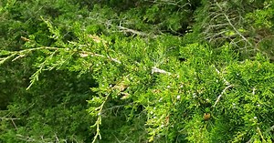Intro to Trees of Indiana: Eastern Red Cedar
