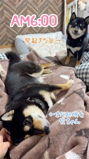 眠気も吹っ飛ぶ魔法の言葉「お散歩」の力を証明する、まろ。#黒柴#柴犬#兄弟#多頭飼い#shiba#shibainu