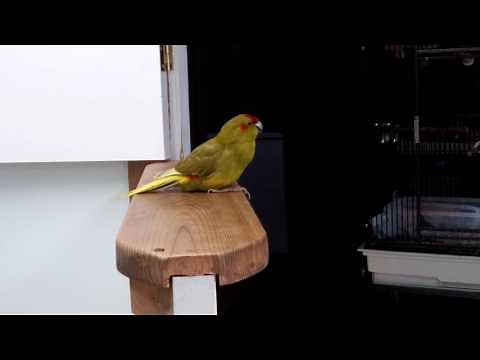 Sizzle the talking Kakariki! Listen to his cute voice!
