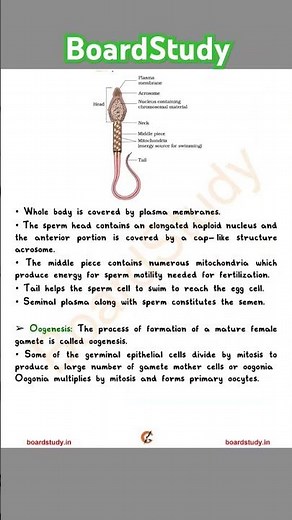 NCERT Class 12 Biology Human reproduction Handwritten Notes PDF. #shorts #ytshorts #viralshorts
