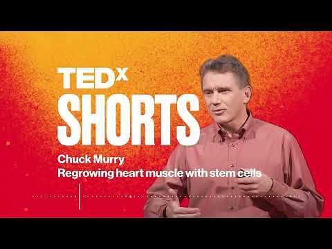 Regrowing heart muscle with stem cells