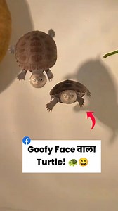 Mud turtle और snake-necked turtle — दोनों ही दिखने में अनोखे और nature के fascinating चमत्कार हैं। Funny expressions, quirky swimming और एक लंबी गर्दन वाला turtle — इन दोनों की आदतें और looks आपको हँसने और सोचने पर मजबूर कर देंगे। mud turtle funny, snake-necked turtle, turtles in water, unique turtle facts, slow but cute animals, weird but fascinating creatures, turtle video Hindi #naturefacts #hindifacts #MudTurtle #FunnyTurtles #WeirdButCute #SnakeNeckedTurtle #NatureFacts #AnimalReels #Wildli