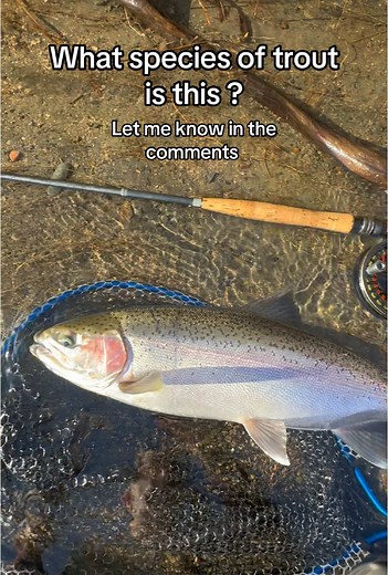 What species of trout is this ? #trout #fishing #fish #troutfishing