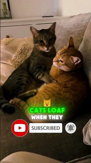 Why Cats Turn Into Loaves of Bread 🍞🐱