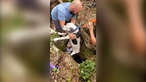 123K views · 430 reactions | Watch how this cute pup is rescued from a cave.  | Humankind | Facebook