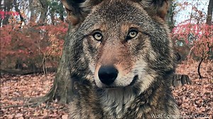 802K views · 32K shares | This is what an American Icon looks like....