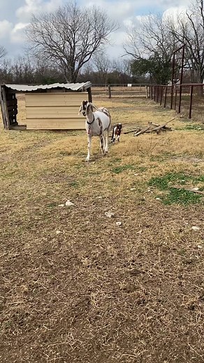 Registered Nubian dairy goats. #adga #babygoats #nubiandairygoats #farmlife #nubiangoats #townsleyfarmnubiangoats