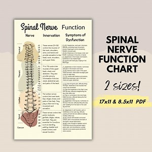 Spinal Nerve Function Chart: Chiropractic Spine Poster (PDF) - Etsy