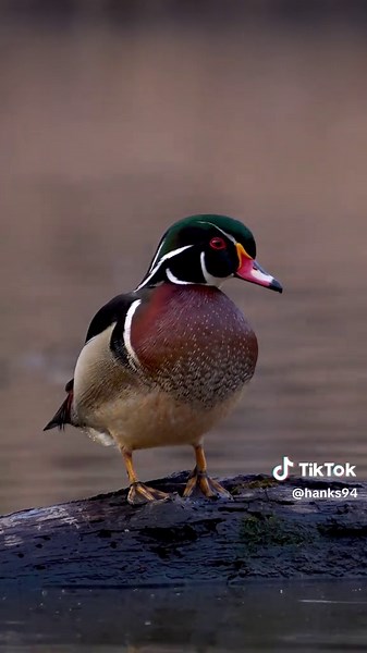 Exploring the Most Beautiful Ducks in Nature