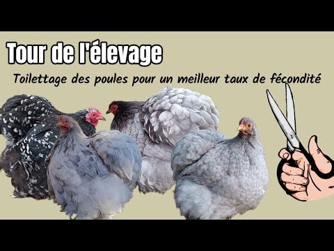 A tour of the poultry house and grooming for the hens before breeding