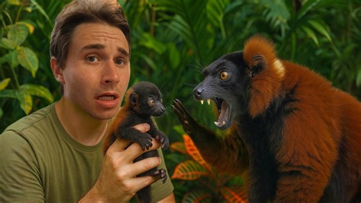 I introduced my lemurs—and it got heated!