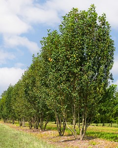 Amelanchier alnifolia 'Obelisk'