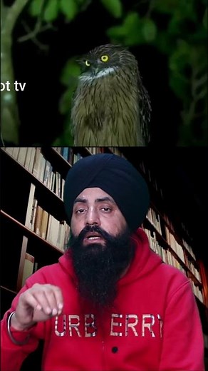 Talons and Beaks: The Epic Battle Between Crows and Owls #CrowVsOwl #BirdsOfPrey #Wildlife #Nature