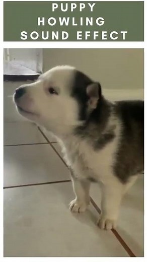 Puppy Howling Sound Effect