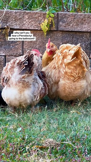 333K views · 5.6K reactions | when chickens preen together, they’re actually just telling #dadjokes  #chickens #jokes #chickensofinstagram #backyardchickens #funnychicken #chickenhappyhour | Chicken Happy Hour | Facebook