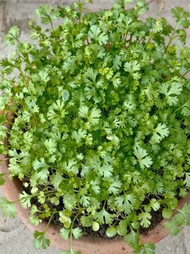How to Grow Coriander in a Pot: Easy Container Cilantro Guide