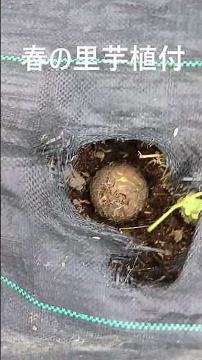 春の里芋植え付け