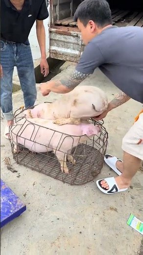 Pig Farmer Safely Loading Pigs into a Truck | Educational Purpose Only