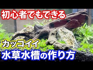 [How to make an aquarium] Introducing how to set up an aquarium with aquatic plants for beginners...