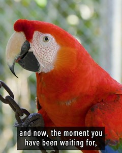 Working alongside Dr. Ana Maria Torres Majia, Coyote helps collect biometrics and reveal the gender of this beautiful Scarlet Macaw! | Brave Wilderness