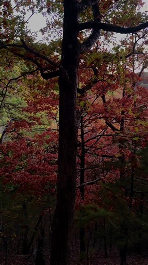 Embrace Autumn: Fall Leaves and Aesthetic Vibes