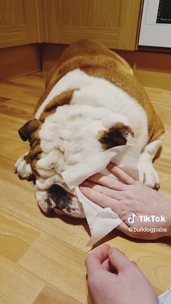 Clean and Care for Your Bulldog's Wrinkles in Less Than One Minute
