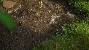 Water drops into the mud during a rainy day, creating a puddle in the mud | Premium Stock Video Footage