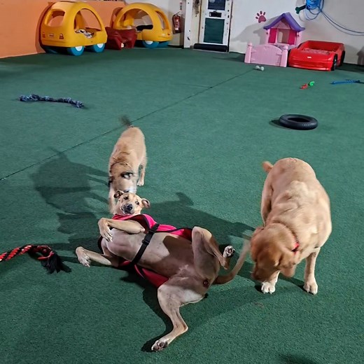 Anything Boo can do - Stan can do better 😄🤪🤭😆 | The Mutz Hut