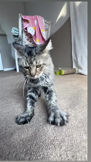 106K views · 6.9K reactions | Few seconds of sweet Ralphie 殺 Yes,...