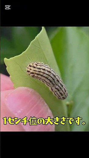 ミノウスバと言う蛾の幼虫が大量発生‼️小さいイモムシで、多すぎて駆除するの大変やー😱#ミノウスバ#蛾の幼虫#イモムシ#自然観察 #昆虫観察