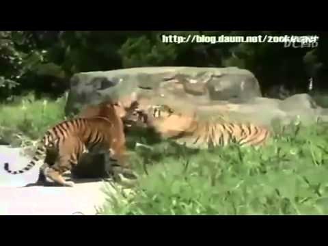 Tigre Siberiano vs Tigre de Bengala