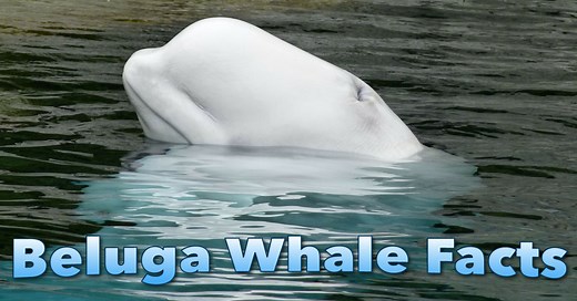 Beluga Whale Facts: The White Whale Is An Amazing Arctic Marine Mammal