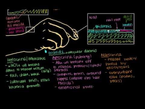 What's in sweat? (Holocrine, Apocrine, Merocrine Glands)