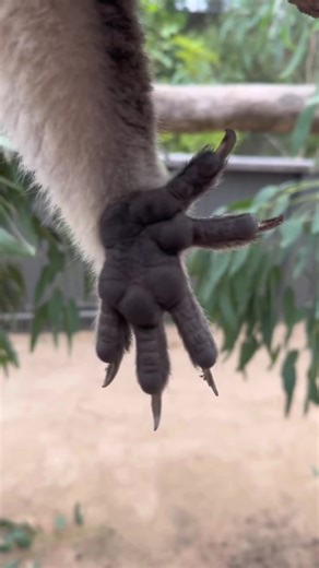How amazing in the paw of a Koala. 2 thumbs on each hand, sharp claws adapted for climbing tress, tgey even have finger prints. Such an amazing animal 👍❤️😊🐨#zookeepersoftiktok #zookeeperlife #zookeeper #koala #koala_🐨