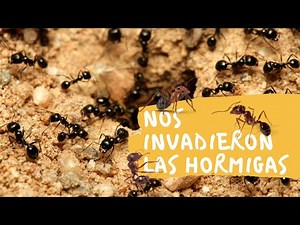 MÁS DE 1.000.000 DE HORMIGAS EN LA GRANJA!!!