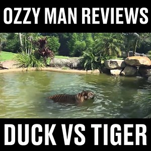 3.1M views · 15K shares | Ozzy Man Reviews: Duck vs Tiger 閭 | LADbible | Facebook