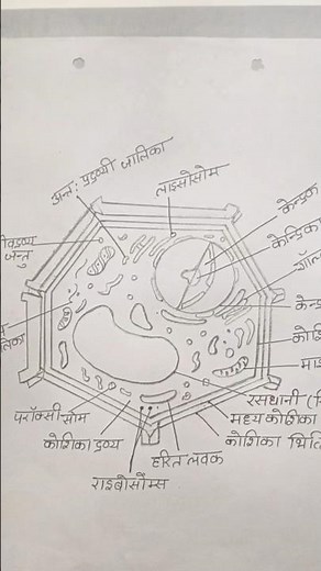 How to Draw Plant Cell | Easy Science Structure Drawing#science / @artgallery1993 #biology#drawing