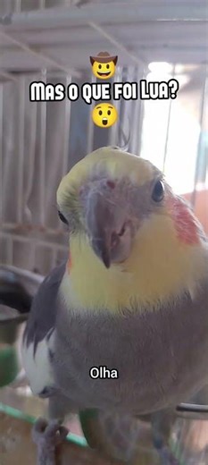 Sol e Lua muito quietinhos! #passaros