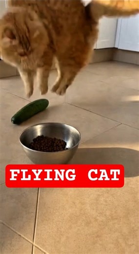 Cat vs Cucumber: The Ultimate Scare! #shorts #viralshorts