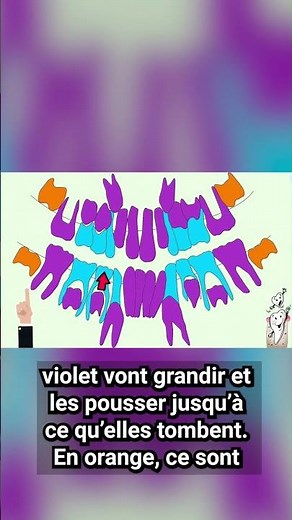 Dents de lait vs dents définitives (CP–CE2)