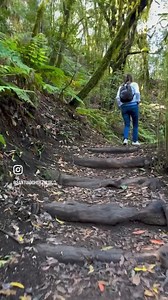 ... GARAJONAY… BOSQUE DE BRUMAS… Bosques de brumas del Garajonay, en la isla canaria de La Gomera... Bosques encantados, reliquias de un remoto pasado... Bosques húmedos de laurisilva integrados por laureles, fayas, mocanes, viñátigos, aceviños, tiles, mocanes, paloblacos, barbuzanos, madroños canarios, brezos, helechos, geranios salvajes... Así lucía el camino de la ermita de Lourdes, en El Cedro…Así lucía en una mañana de primavera... La tercera mañana de mayo, del año 2024 que estamos viviend