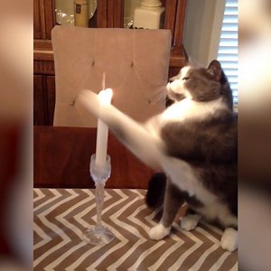 1.7M views · 5.5K reactions | Happy international cat day! Heres some cats doing what they do best! Follow Vs. for more! | Vs. | Facebook