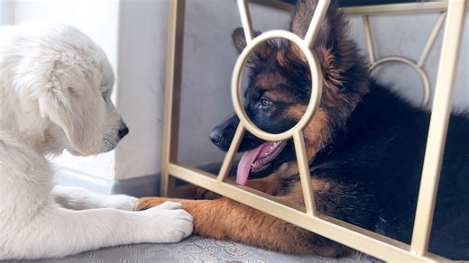 One puppy wants attention, German shepherd needs time