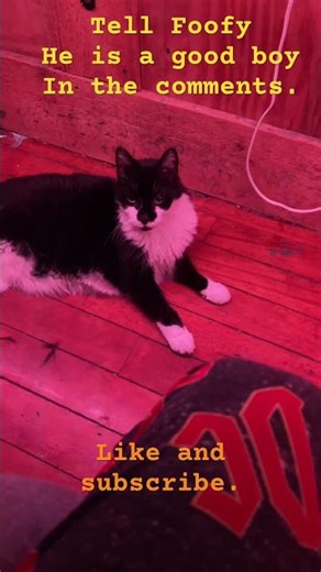 Tell Foofy the cat he is a good boy, in the comments. Like and subscribe to Video Dominion channel