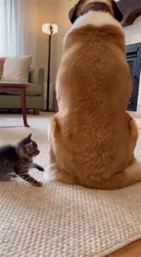 Proud Dogs and Fierce Cats: A Showdown of Pet Attitudes